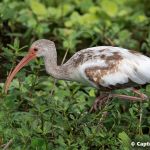 White Ibis (juvenile)
