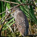 Black-crowned Night Heron (juvenile)