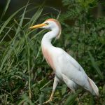 Cattle Egret
