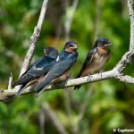 Barn Swallows (juvenile)