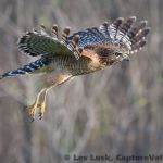 Red Shouldered Hawk