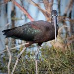 Glossy Ibis