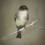 Eastern Phoebe