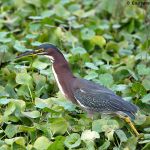 Green Heron
