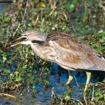 American Bittern