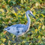 Little Blue Heron (juvenile)