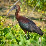 Glossy Ibis