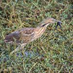 American Bittern
