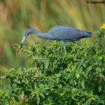 Little Blue Heron