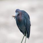 Little Blue Heron