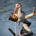 White Ibis (juvenile)