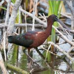 Glossy Ibis