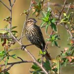Red-winged Blackbird (female)
