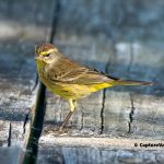 Palm Warbler