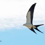 Swallow-tailed Kite