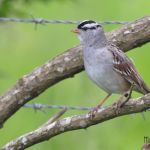 White Crowned Sparrow