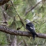 Swallow-tailed Kite (juvenile)