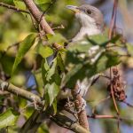 Yellow-billed Cuckoo