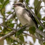 Loggerhead Shrike