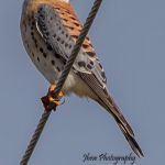 American Kestral