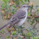 Mockingbird