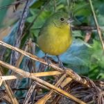 Painted Bunting (female)