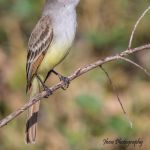 Ash-throated Flycatcher
