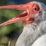 White Ibis