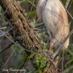 Cattle Egret