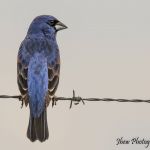 Blue Grosbeak