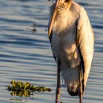 Wood Stork (juvenile)