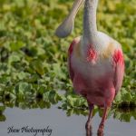 Roseate Spoonbill