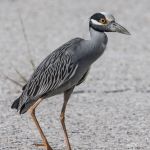 Yellow-crowned Night-Heron