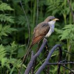 Yellow-billed Cuckoo