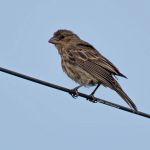House Finch (female)