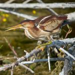 Least Bittern
