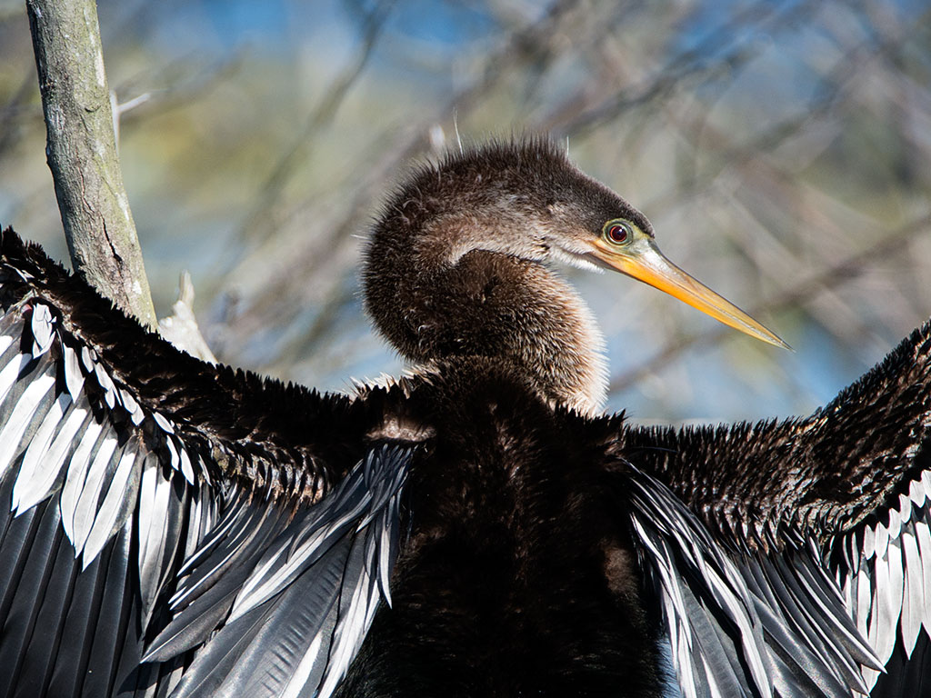 Pelicans, Cormorants & Anhingas - Lake Apopka Wildlife