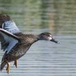Blue-winged Teal Blue-winged Teal