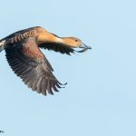Fulvous Whistling Duck Fulvous Whistling Duck