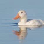Leucistic Ruddy Duck Leucistic Ruddy Duck