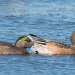 American Wigeons American Wigeons