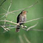 Red-winged Blackbird (female) Red-winged Blackbird (female)