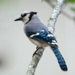 Blue Jay Blue Jay