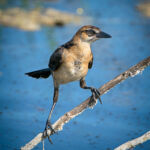 Boat-tailed Grackle (female) Boat-tailed Grackle (female)