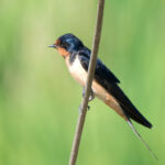 Barn Swallow Barn Swallow