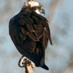 Osprey (juvenile) Osprey (juvenile)