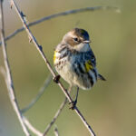 Yellow Rumped Warbler Yellow Rumped Warbler