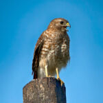 Red Shouldered Hawk Red Shouldered Hawk