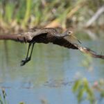 Limpkin Limpkin