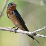 Barn Swallow Barn Swallow